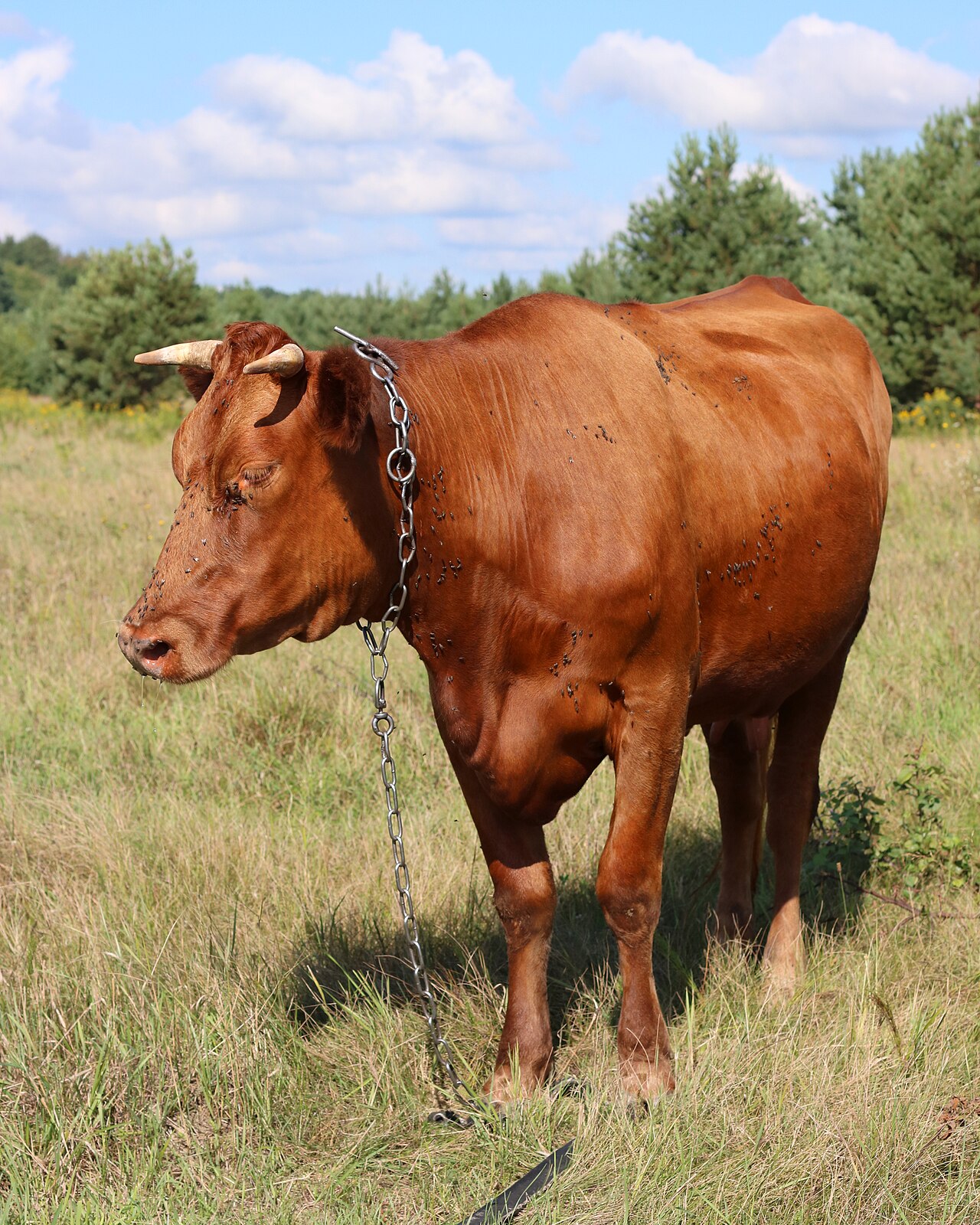 Taurus G3 — Semi-automatic Pistol featured in Gun Guesser